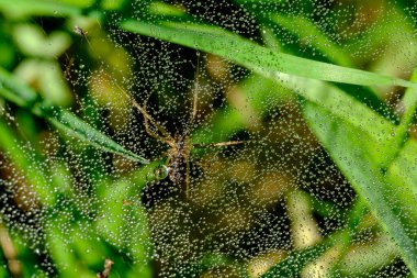 Bir örümceğin makro görüntüsü: aksi takdirde neredeyse hiç görülemeyecek detaylar - bulanık arka planı olan hayvana odaklan. Sonbahar güneşinde örümcek ağına yakalanmış..