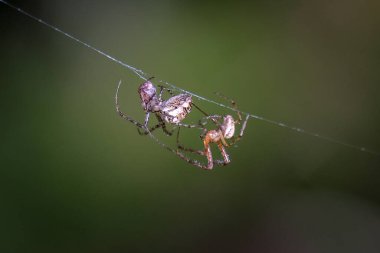 Bir örümceğin makro görüntüsü: aksi takdirde neredeyse hiç görülemeyecek detaylar - bulanık arka planı olan hayvana odaklan. Sonbahar güneşinde örümcek ağına yakalanmış..