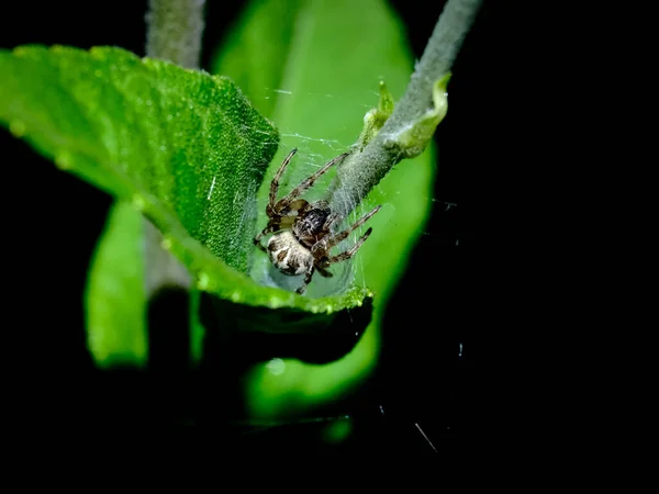 Makro Skott Spindel Detaljer Som Annars Knappt Syns Fokus Djuret — Stockfoto