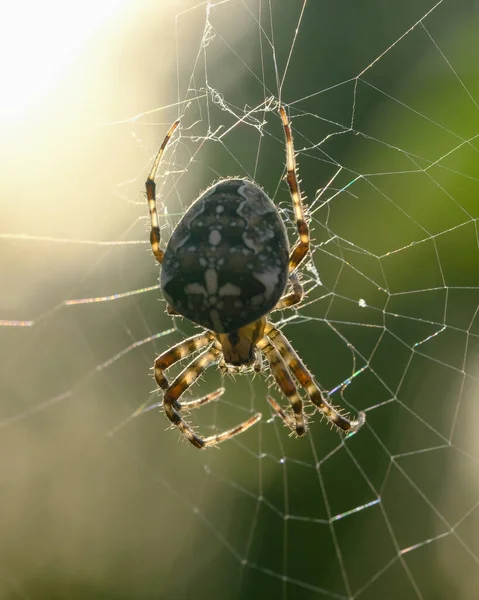 Macro Shot Ragno Dettagli Altrimenti Difficilmente Visibili Concentrarsi Sull Animale — Foto Stock