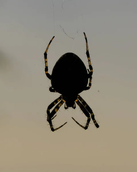 거미의 매크로 사항들 배경을 동물에 초점을 맞추라 햇살에 — 스톡 사진