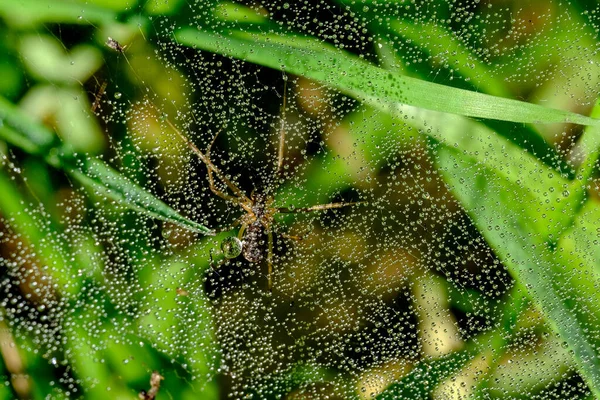 Bir Örümceğin Makro Görüntüsü Aksi Takdirde Neredeyse Hiç Görülemeyecek Detaylar — Stok fotoğraf
