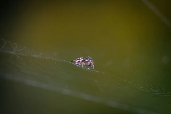 Macro Shot Una Araña Detalles Que Por Demás Son Apenas — Foto de Stock