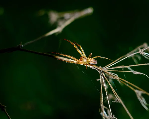 クモのマクロショット それ以外の場合はほとんど表示されません詳細 背景がぼやけた動物に焦点を当てます 秋の日差しの中で彼女のクモの巣に取り — ストック写真