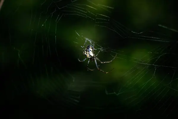 Macro Shot Ragno Dettagli Altrimenti Difficilmente Visibili Concentrarsi Sull Animale — Foto Stock