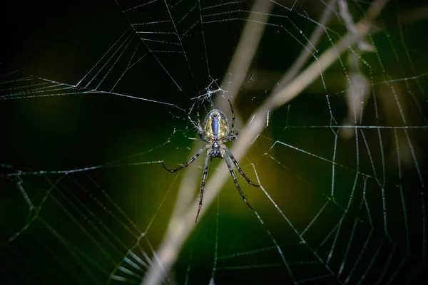 Makro Záběr Pavouka Detaily Které Jsou Jinak Sotva Viditelné Zaměřte — Stock fotografie