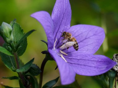 Arı ya da yaban arısının makro görüntüsü: Görülmesi zor detaylar - bulanık arka planı olan hayvana odaklan. Yaz güneşinde polen ararken çekilmiş..