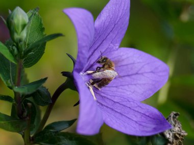 Arı ya da yaban arısının makro görüntüsü: Görülmesi zor detaylar - bulanık arka planı olan hayvana odaklan. Yaz güneşinde polen ararken çekilmiş..