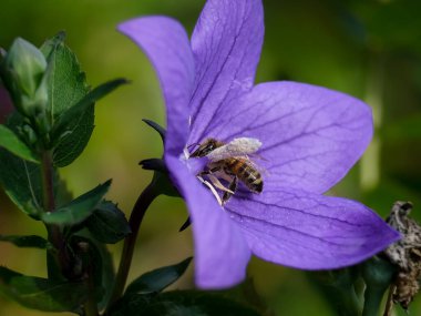 Arı ya da yaban arısının makro görüntüsü: Görülmesi zor detaylar - bulanık arka planı olan hayvana odaklan. Yaz güneşinde polen ararken çekilmiş..