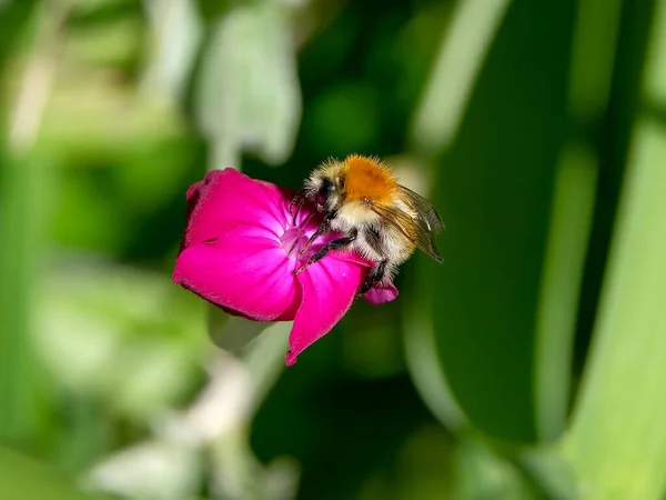 Makroaufnahme Einer Biene Oder Hummel Details Die Sonst Schwer Sehen — Stockfoto