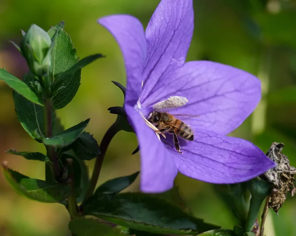 Macro Shot Bee Bumblebee Details Otherwise Hard See Focus Animal — Stock Photo, Image
