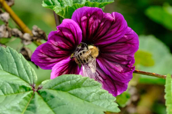 ミツバチやバンブルビーのマクロショット それ以外の場合は表示するのは難しい詳細 背景がぼやけた動物に焦点を当てます 夏の日差しの中で花粉を探しながら — ストック写真
