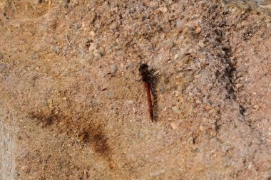 Bir yusufçuğun makro fotoğrafçılığı: geçmişi bulanık olan böceğe odaklan. Yazın güneşli kumlu bir plajda çekilmiş. Yusufçuklar - kesinlikle yetenekli avcılar, güzel böcekler ve olağanüstü renkli hayvanlar.