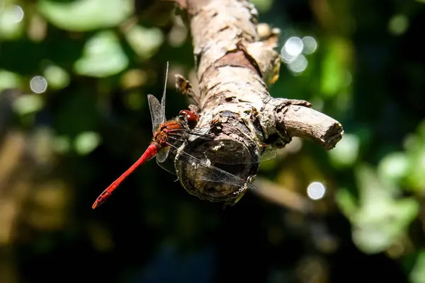 Fotografia Macro Uma Libélula Foque Inseto Com Fundo Embaçado Tomado — Fotografia de Stock