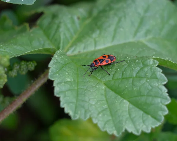 Macro Photography Beetle Focus Beetle Blurred Background Taken Summer Flower — Stock Photo, Image