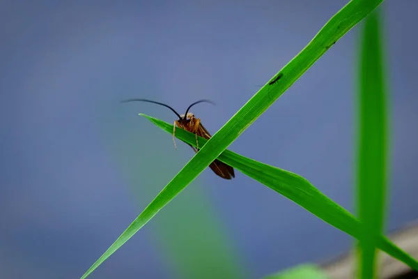파리의 매크로 배경을 곤충에 초점을 여름에 화원에서 — 스톡 사진