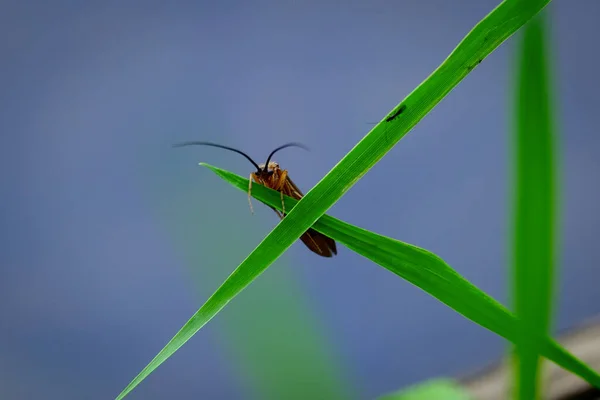 Fotografia Macro Uma Mosca Foco Inseto Com Fundo Embaçado Tomado — Fotografia de Stock