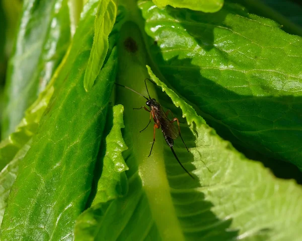 파리의 매크로 배경을 곤충에 초점을 여름에 화원에서 — 스톡 사진