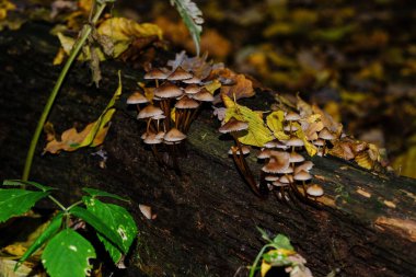 Bavyera 'daki sonbahar ormanlarında, neredeyse her yerde bulunabilirler: her renk ve şekle sahip mantarlar. Yapraklı orman zeminlerinde ve yemyeşil yosunlarda, inanılmaz derecede tuhaf ve eşsiz görünürler..