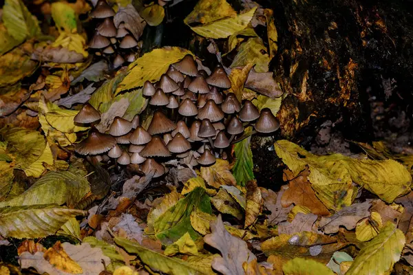 在巴伐利亚的秋天的森林里 几乎到处都能看到它们 各种颜色和形状的蘑菇 在茂密的森林地面和茂密的绿色苔藓上 它们看起来不可思议地怪异和独特 — 图库照片