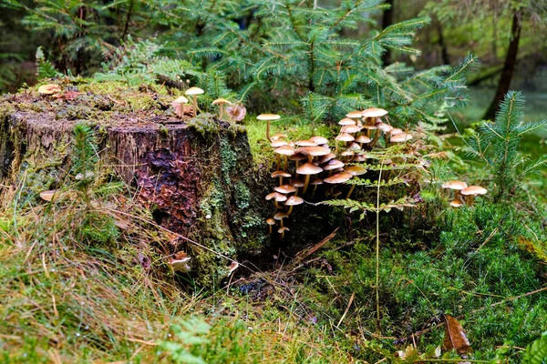 바이에른주의 숲에서는 곳에서 수있다 이무성 과푸른 엄청나게 특이하고 독특하게 보인다 — 스톡 사진