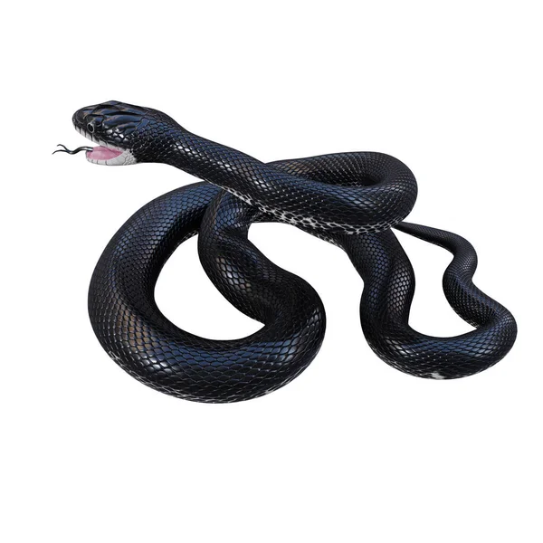 Illustration Black Rat Snake — Stock Photo, Image