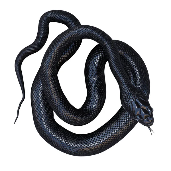 Ilustración Serpiente Rata Negra —  Fotos de Stock