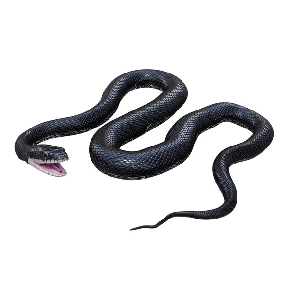 Illustration Der Schlange Der Schwarzen Ratte — Stockfoto