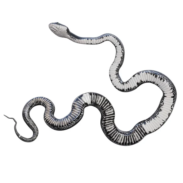 Illustration Black Rat Snake — Stock Photo, Image