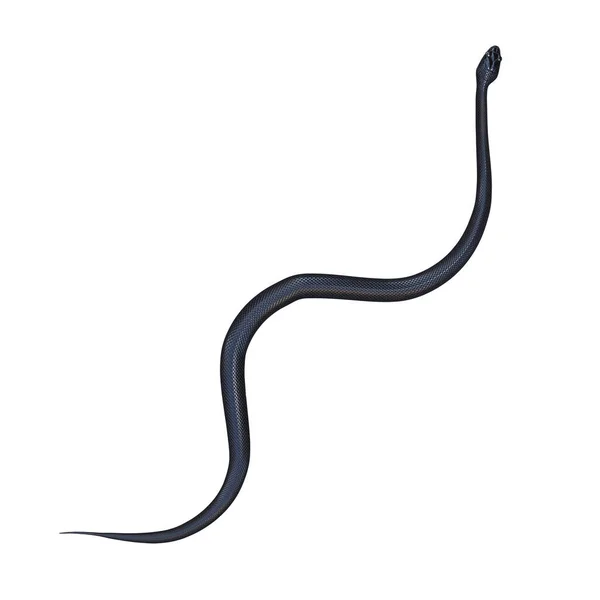 Απεικόνιση Του Μαύρου Ποντικιού Φίδι — Φωτογραφία Αρχείου