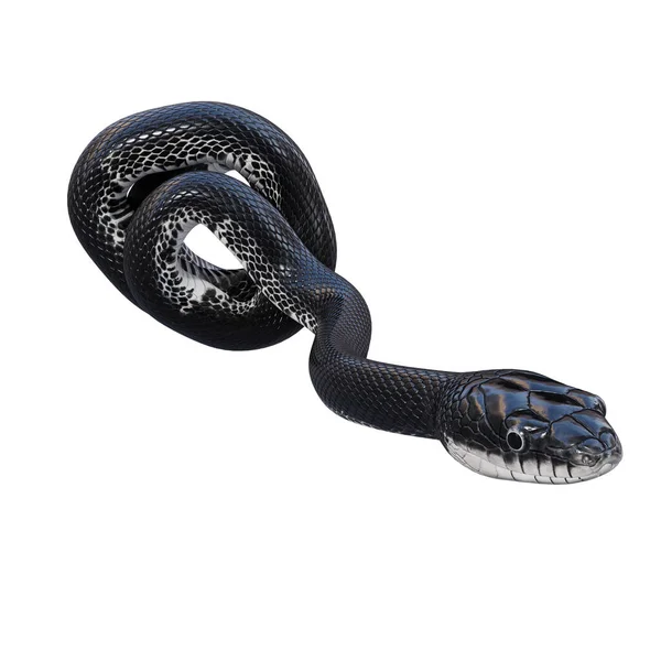 Illustration Black Rat Snake — Stock Photo, Image