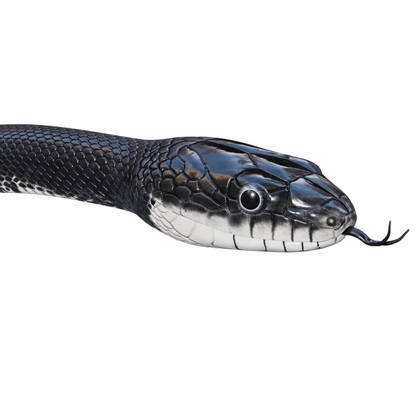 Siyah Fare Yılanı Nın Boyutlu Çizimi — Stok fotoğraf