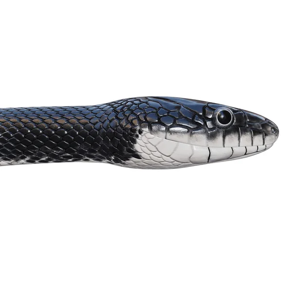 黑鼠蛇3D图解 — 图库照片