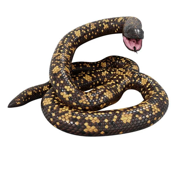 Illustration Calabar Python — Stockfoto