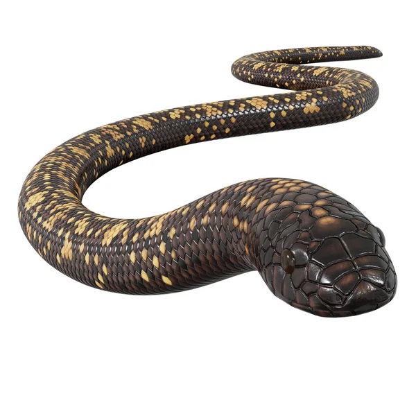 Illustration Calabar Python — Stockfoto