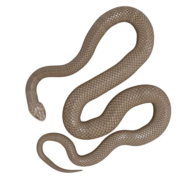 Illustrazione Del Serpente Bruno Orientale — Foto Stock