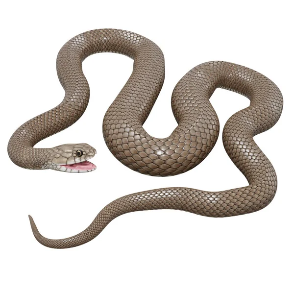 东方褐蛇的3D图解 — 图库照片