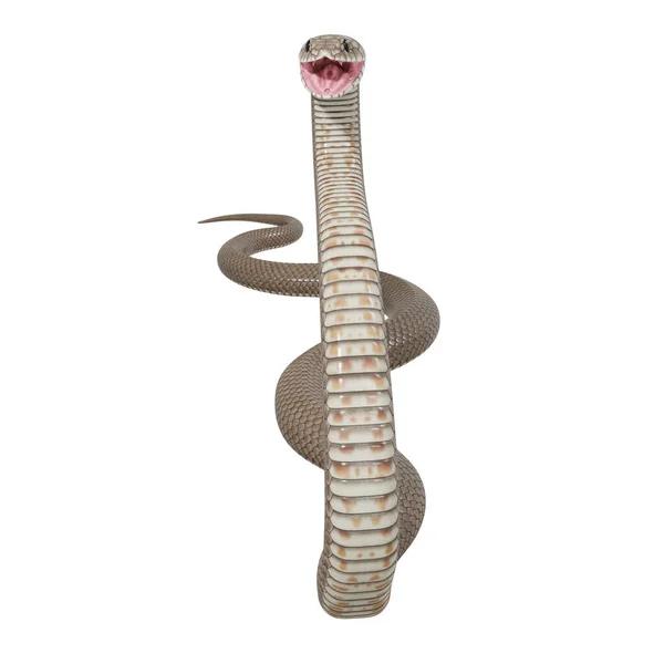 东方褐蛇的3D图解 — 图库照片