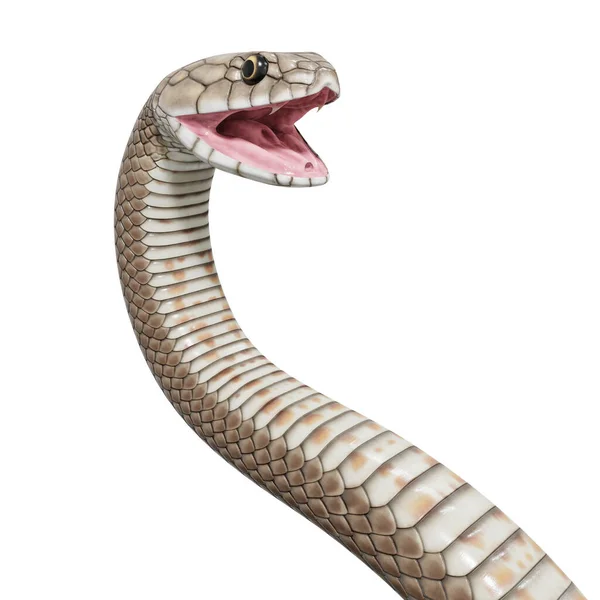 Ilustração Cobra Marrom Oriental — Fotografia de Stock