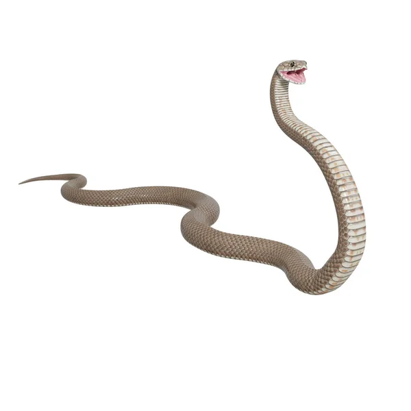 Ilustración Serpiente Marrón Oriental —  Fotos de Stock