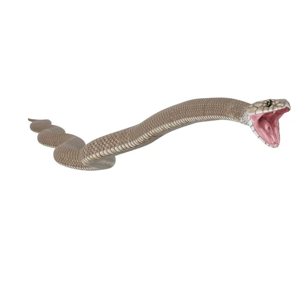 Illustration Eastern Brown Snake — Stock Photo, Image