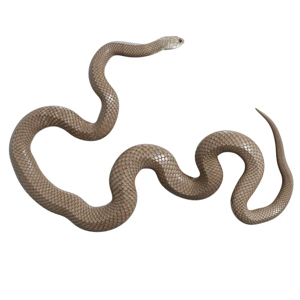 東茶色のヘビの3Dイラスト — ストック写真