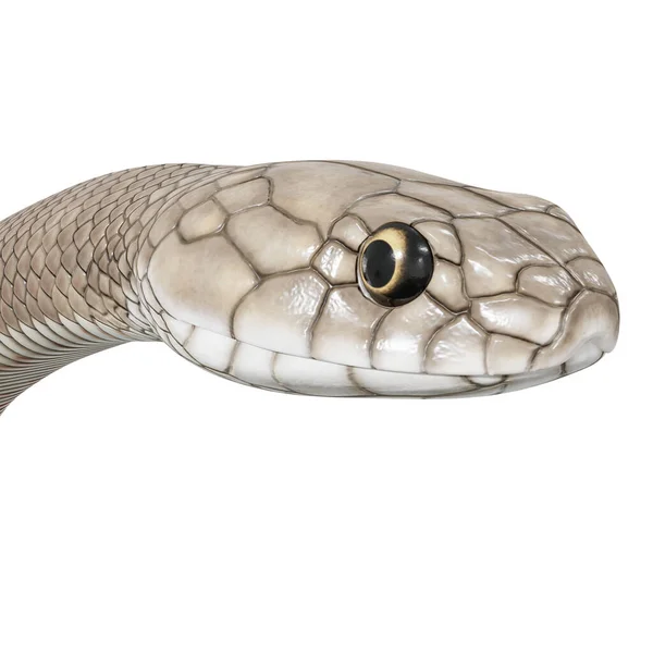 Illustrazione Del Serpente Bruno Orientale — Foto Stock