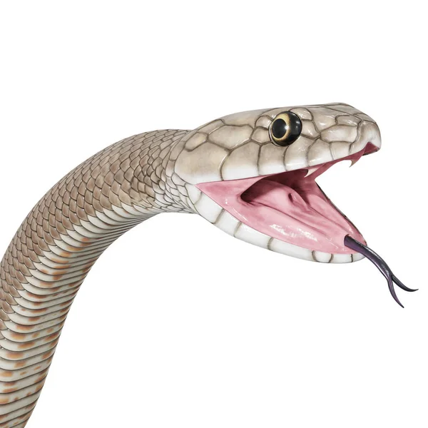 Ilustracja Wschodniego Brązowego Węża — Zdjęcie stockowe