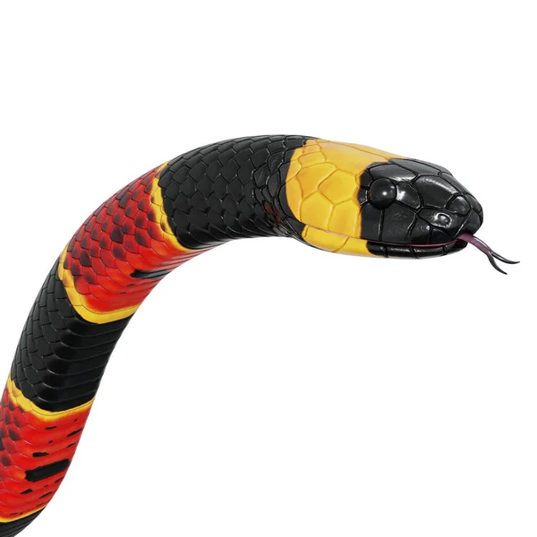 Ilustrace Východního Korálového Hada — Stock fotografie