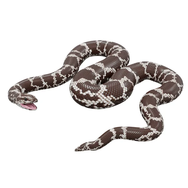 Illustration Kenyan Sand Boa — Stock Photo, Image