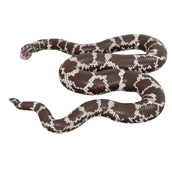 Illustration Kenyan Sand Boa — Stock Photo, Image