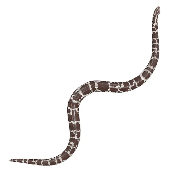 Illustration Kenyan Sand Boa — Stock Photo, Image