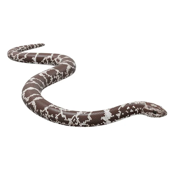 Illustration Kenyan Sand Boa — Stock Photo, Image