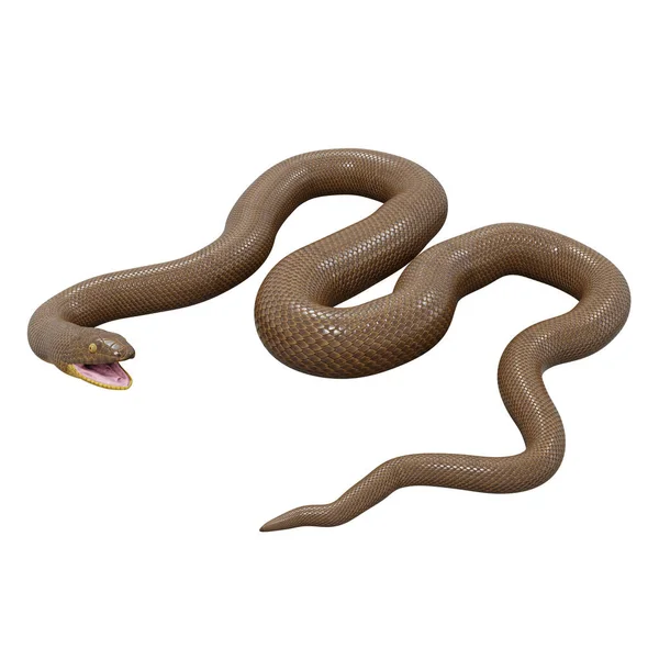 Illustratie Van Rubber Boa — Stockfoto